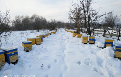 Продам семьи пчел 50 шт.