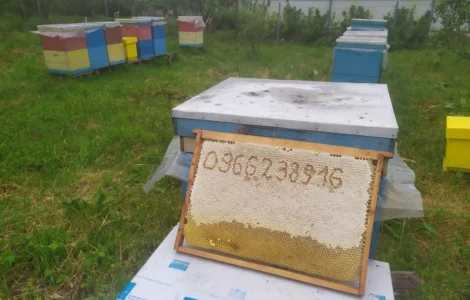 Мед травневий та з різнотрав'я