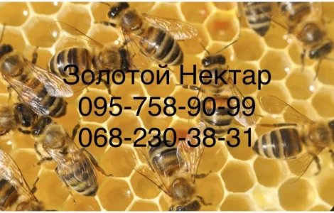 Закупка меда у пчеловодов оптом от 300кг (Золотой Нектар)