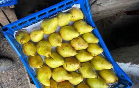 Продается Ноябрьская и Киргизская груша