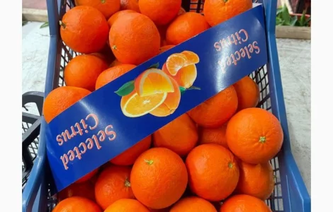 Продаются мандарины Нова, 1 сорт