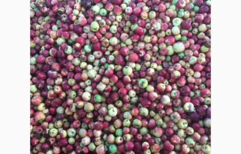 Куплю яблоки подбор соки