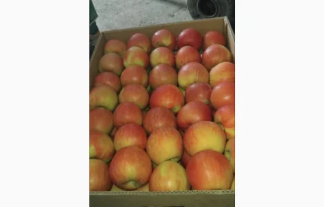 Продам яблоки