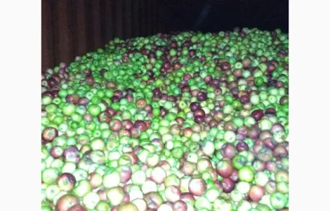 Купимо яблоки на переработку, на соки