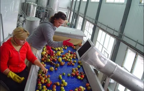 Закупаем яблоко на переработку