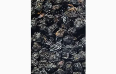 Купим только сухую ягоду Закупаем.Бузина