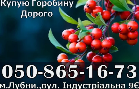 Закупаем ягоду рябины!Дорого