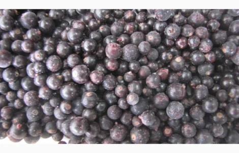 Куплю чорна смородина заморожена