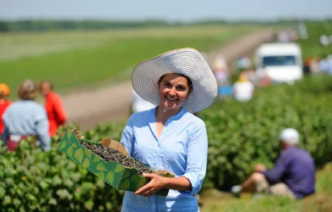 Черная смородина