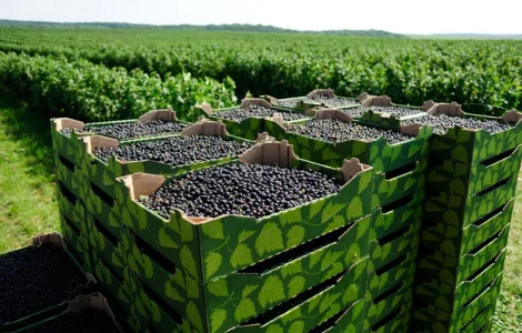 Продам свіжі ягоди