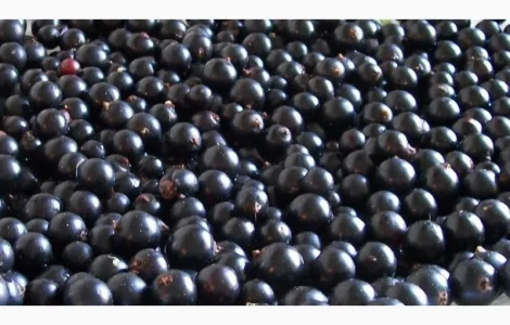 Закуповлюємо чорну смородину для заморозки.-Дорого