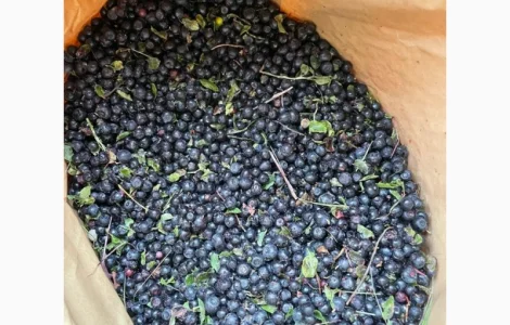 Афина та Брусніка