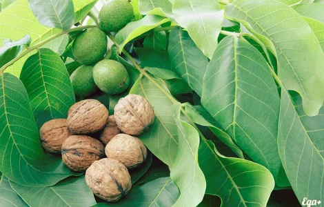 Продам Грецький бойний горіх 2024 г