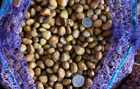 Ліщина лісовий горіх