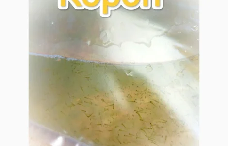 Личинка Карпа.Киев