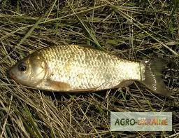 Куплю річну рибу в асортименті. Можливий самовивіз. Опт