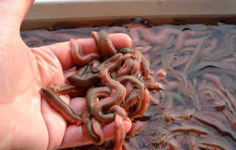 ПОЛІХЕТИ морські культивовані (Nereis virens). Продам