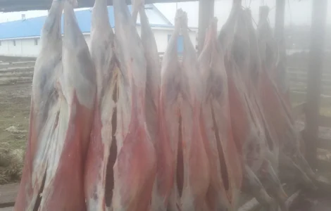 Продам мясо ягнятины и баранины
