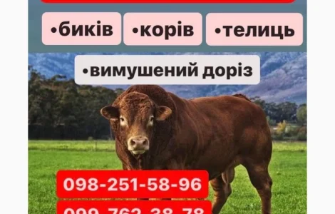 Проводимо Заготівлю куплю Яловичину ВРХ