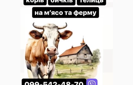 Купляємо ВРХ