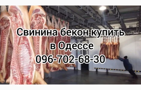 Свинина свіжий забій ціна