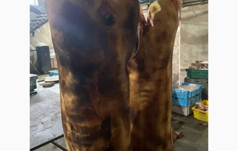 Домашняя свинина цена