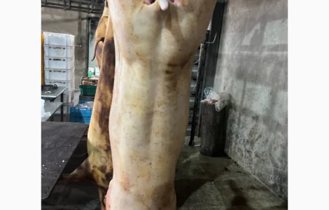 М'ясо свинини Одеса продаж