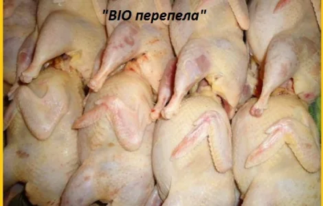 М'ясо перепела BIO оптом