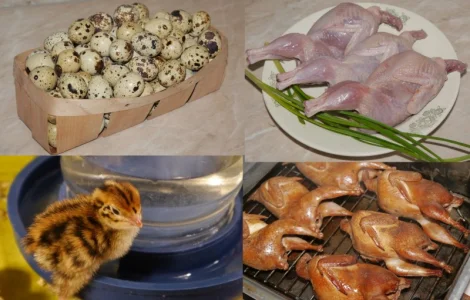 Продам мясо перепела