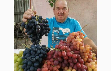 Виноград