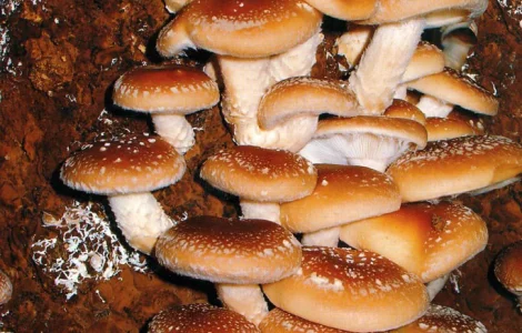 Мицелий шиитаке