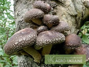 Мицелий шиитаке