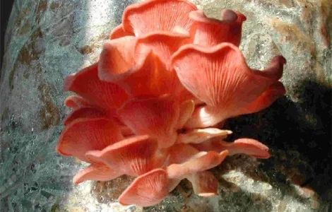 Вешенка розовая. Мицелий грибов
