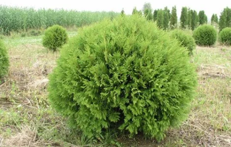 Туя західна Golden Brabant висота 140-160 см купити в Києві ВДНГ