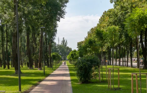 Насіння травосуміші для благоустрою парків (також з ПДВ)