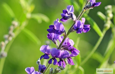 Куплю семена люцерны