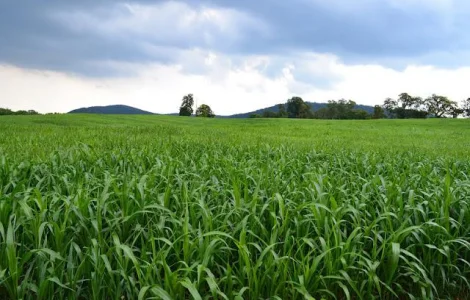 Продам насіння Суданки