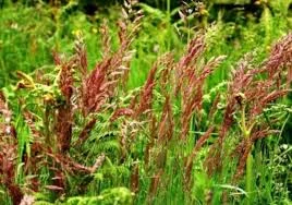 Семена овсяницы красной