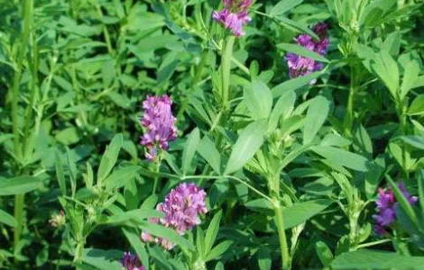 Продам люцерну