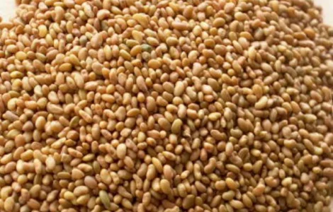 Продам семена ЛЮЦЕРНЫ