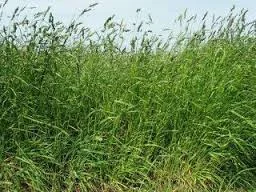 Овсянница луговая. Возможна продажа с НДС