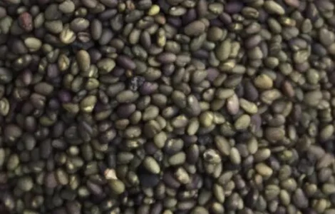 Семена клевера насіння конюшини