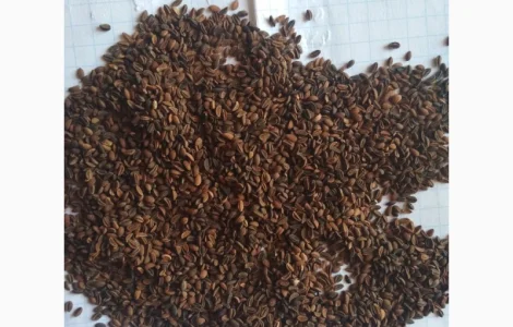 Продам насіння Фацелії
