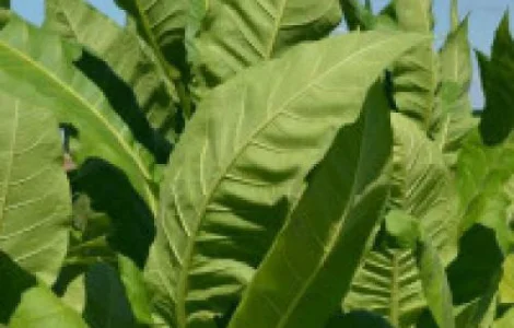 Табак «Юбилейный» средняя крепость