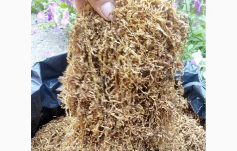 Продаємо тютюн