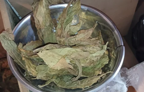 Тютюн листя куплю 230 грн за кг трьохцветка брак