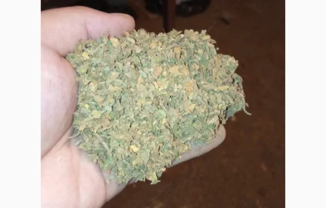 Куплю табак трьохцвєтку хлопями зеленими некондиція лист битий з центральною жилкою