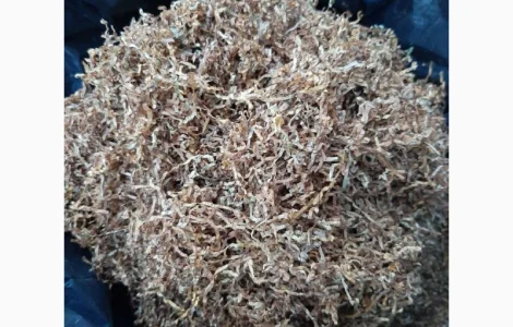 Продам табак Європейської якості!!!! Різних сортів для гільз і самокруток!!!низька ціна