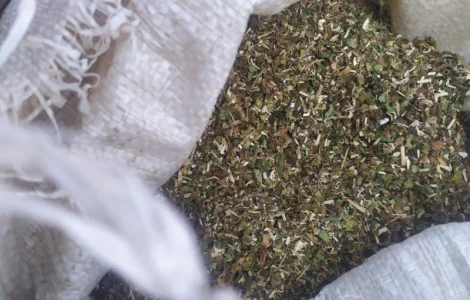 Куплю махорку и табак резаный от мешка
