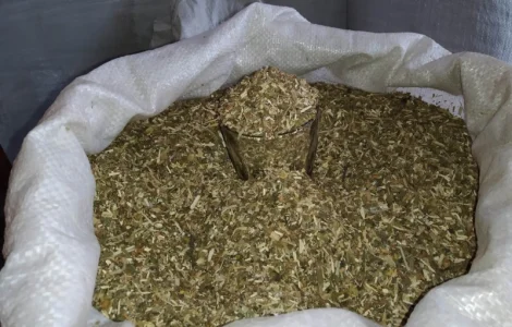 Куплю махорочку, а також різаний